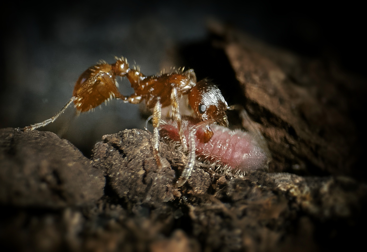 Fabelhafte Insekten - Ameisen