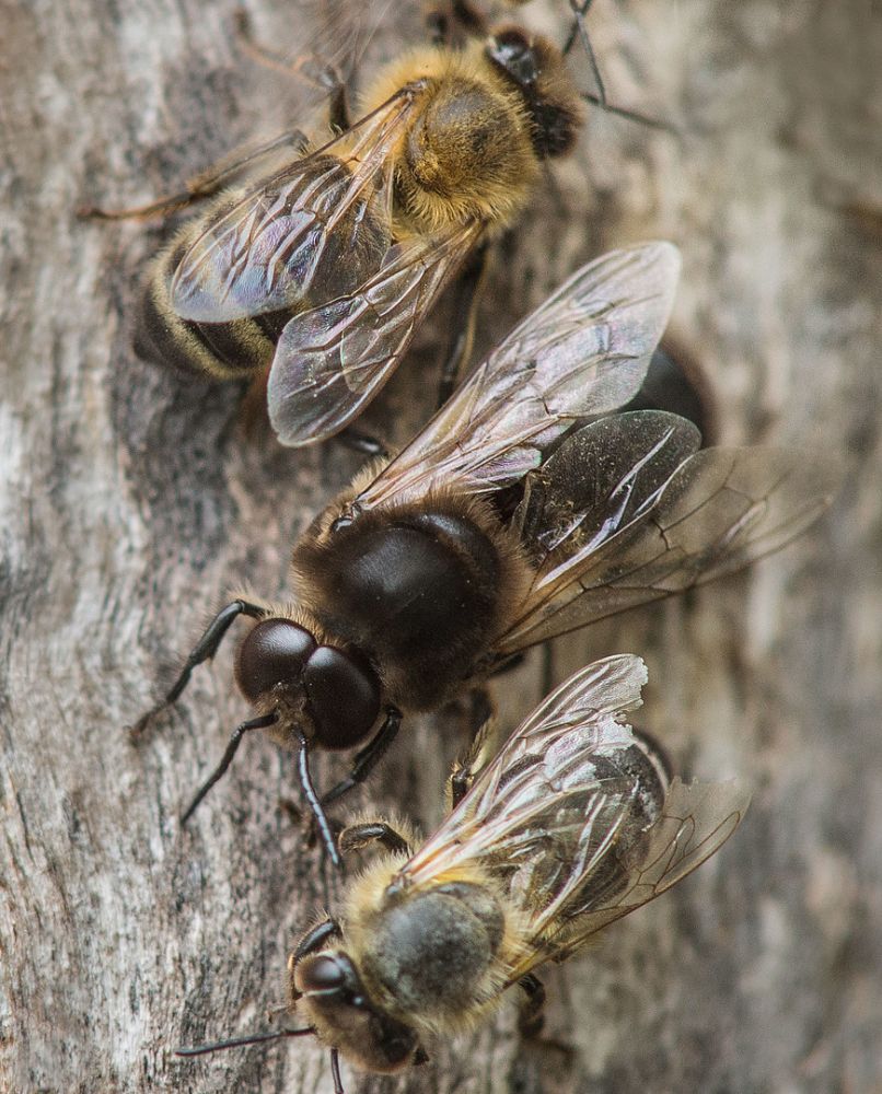 Bee Wild!
