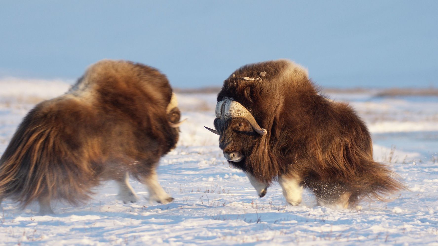 America´s Arctic - A Refuge Imperiled