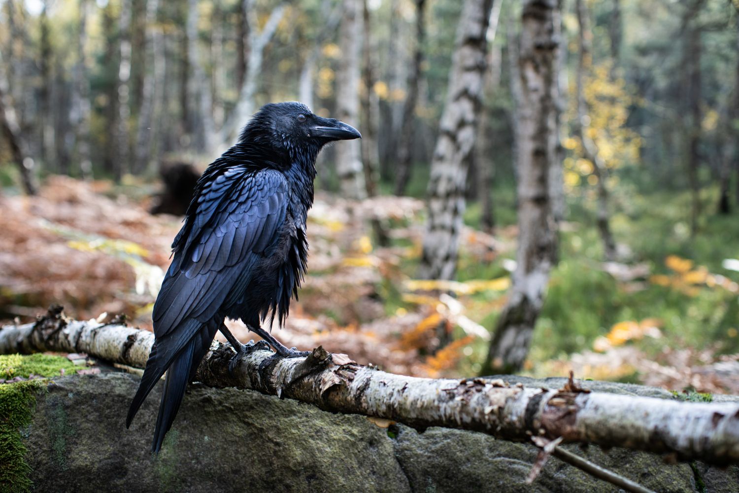 The Raven's Tale