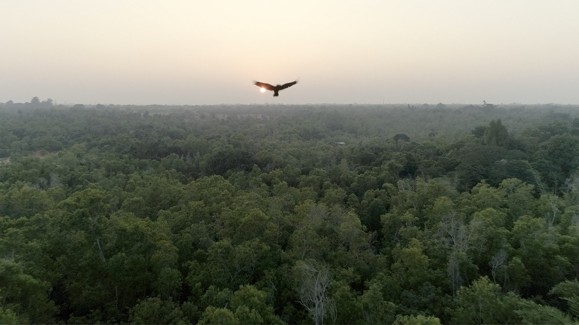 Ever Slow Green - Re-afforestation in Auroville, South India