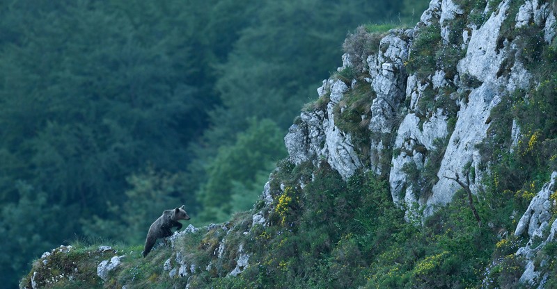 Oso, Wild vision from Asturias