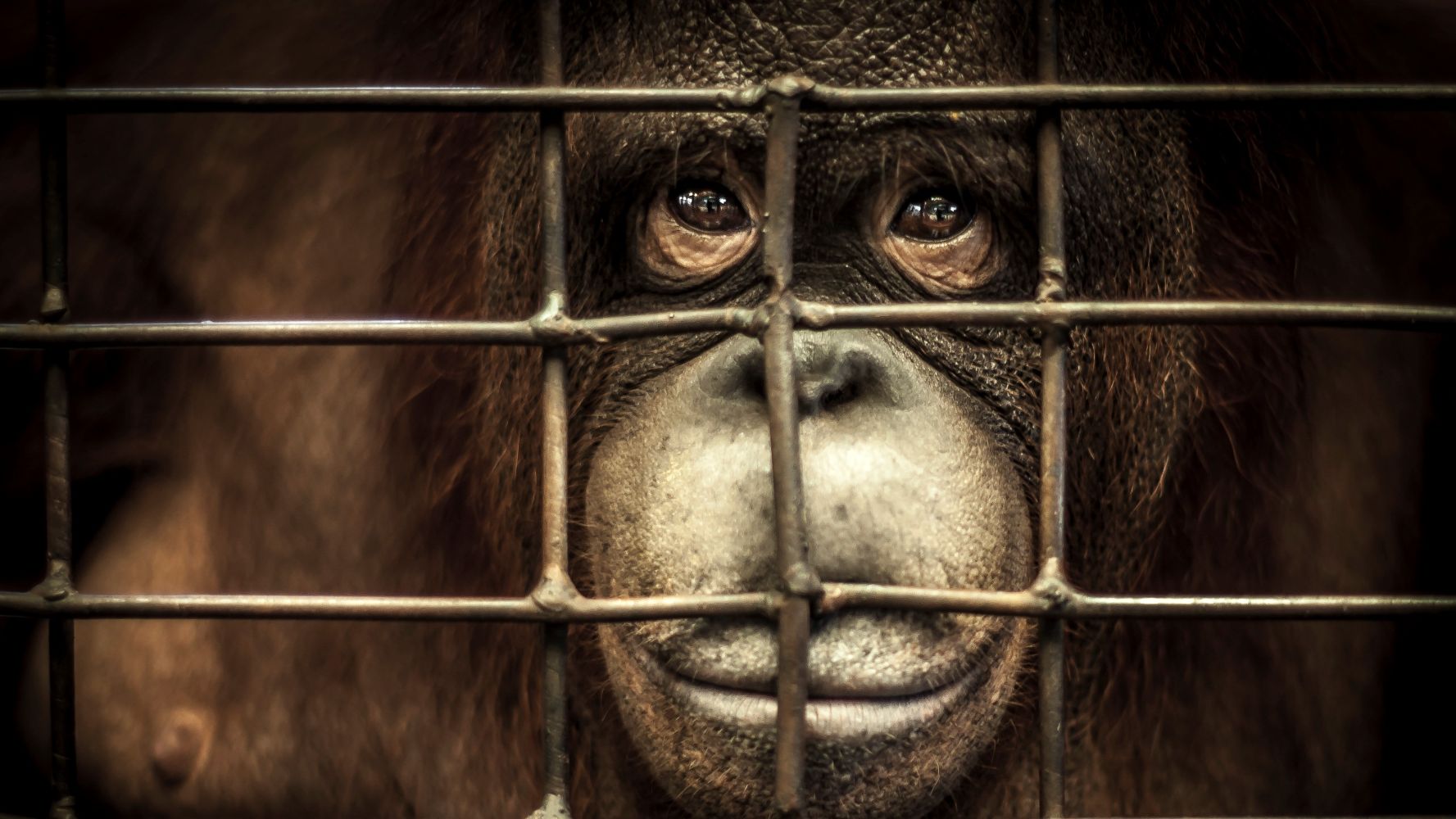 Eyes of the Orangutan