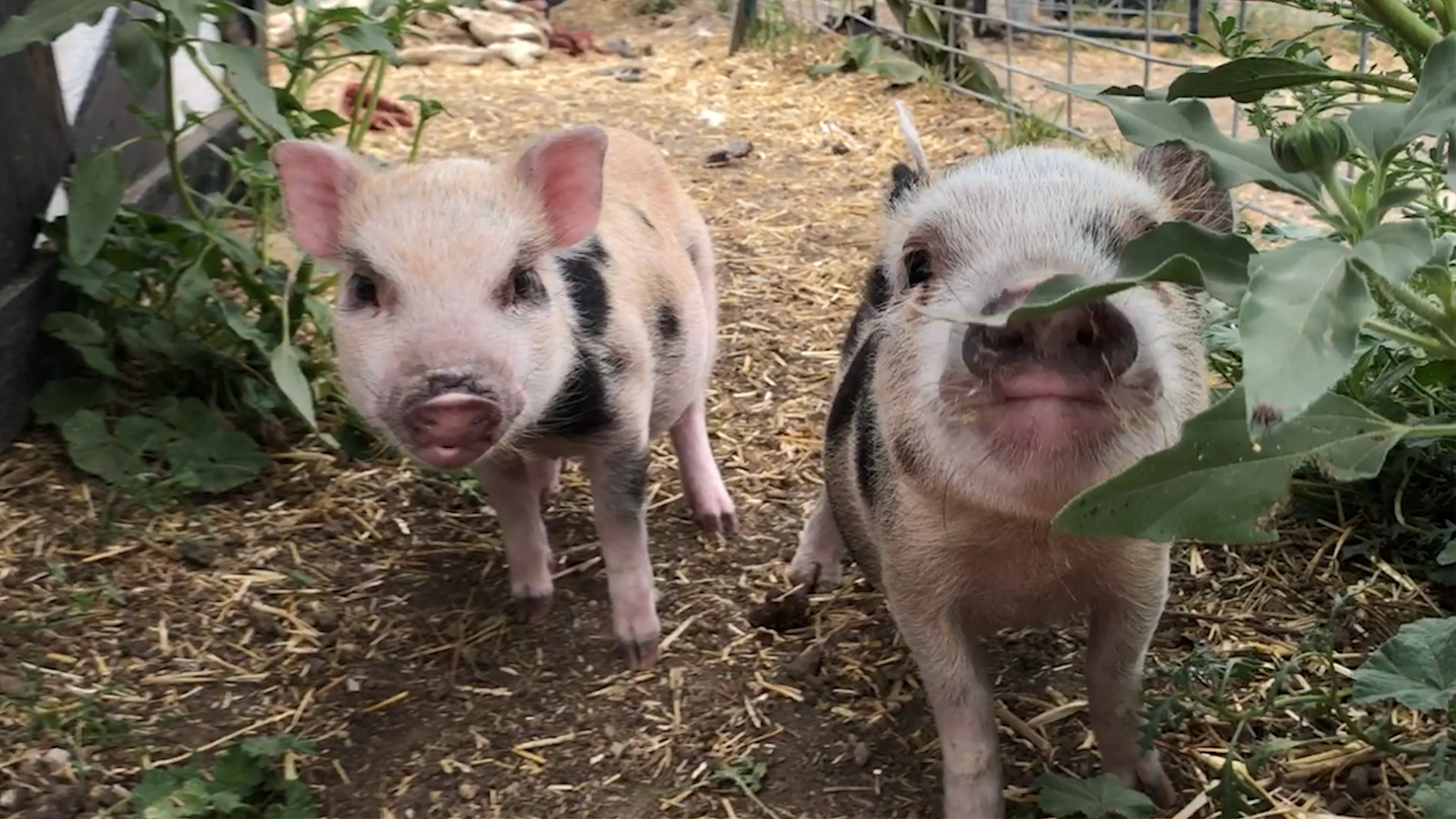 Hog Haven