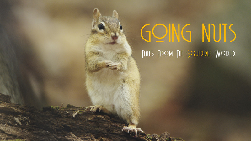 Going Nuts - Tales from the Squirrel World