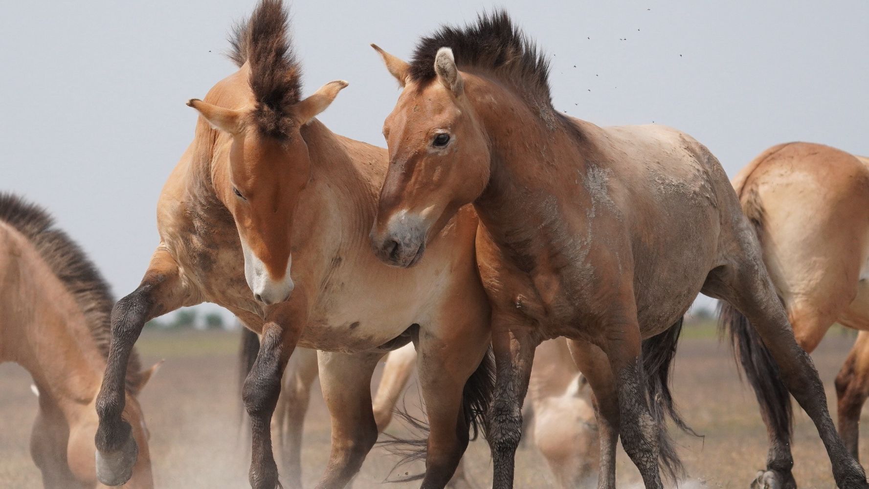 Wild Horses - A Tale from the Puszta