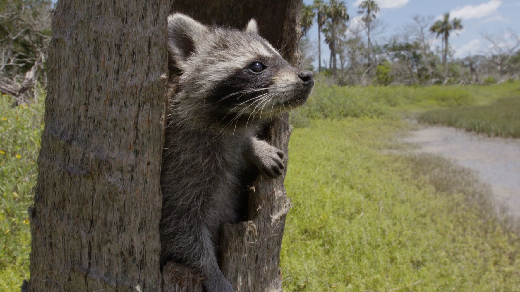 Raccoons, survival Warriors