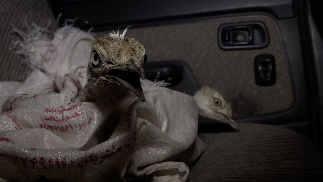 Houbara