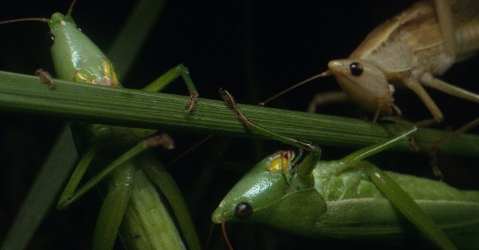 Grasshopper Republic