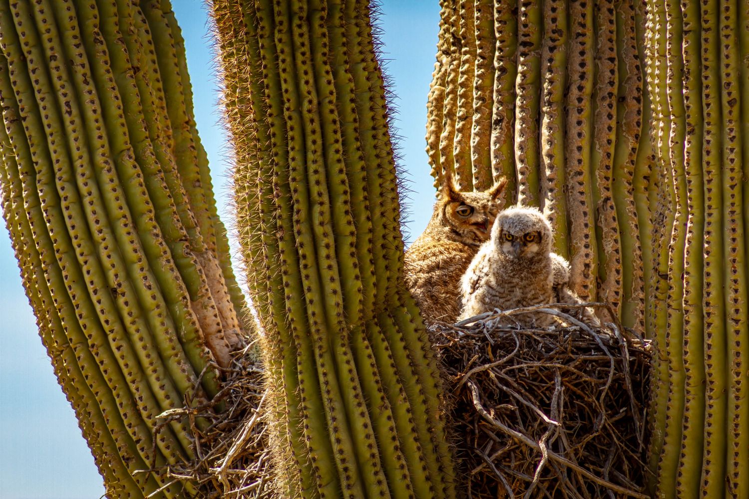 Cactus Hotel
