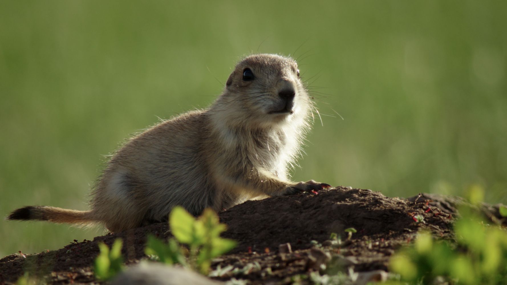Il était une fois dans la prairie