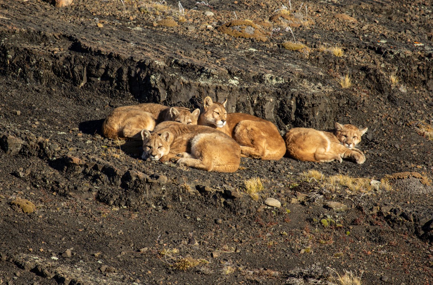 Pumas - Legends of the Ice Mountains EP 1: Birth