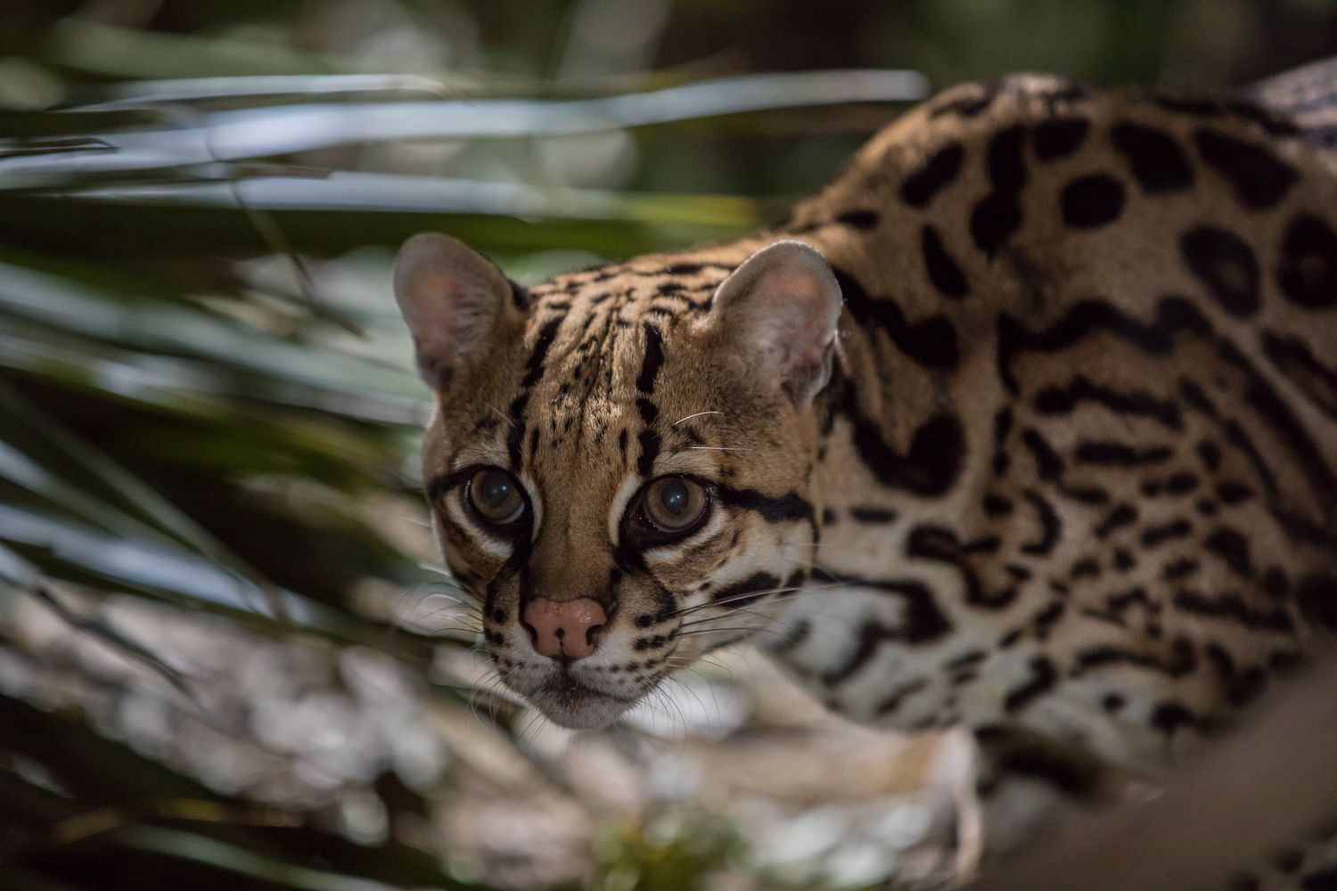 American Ocelot