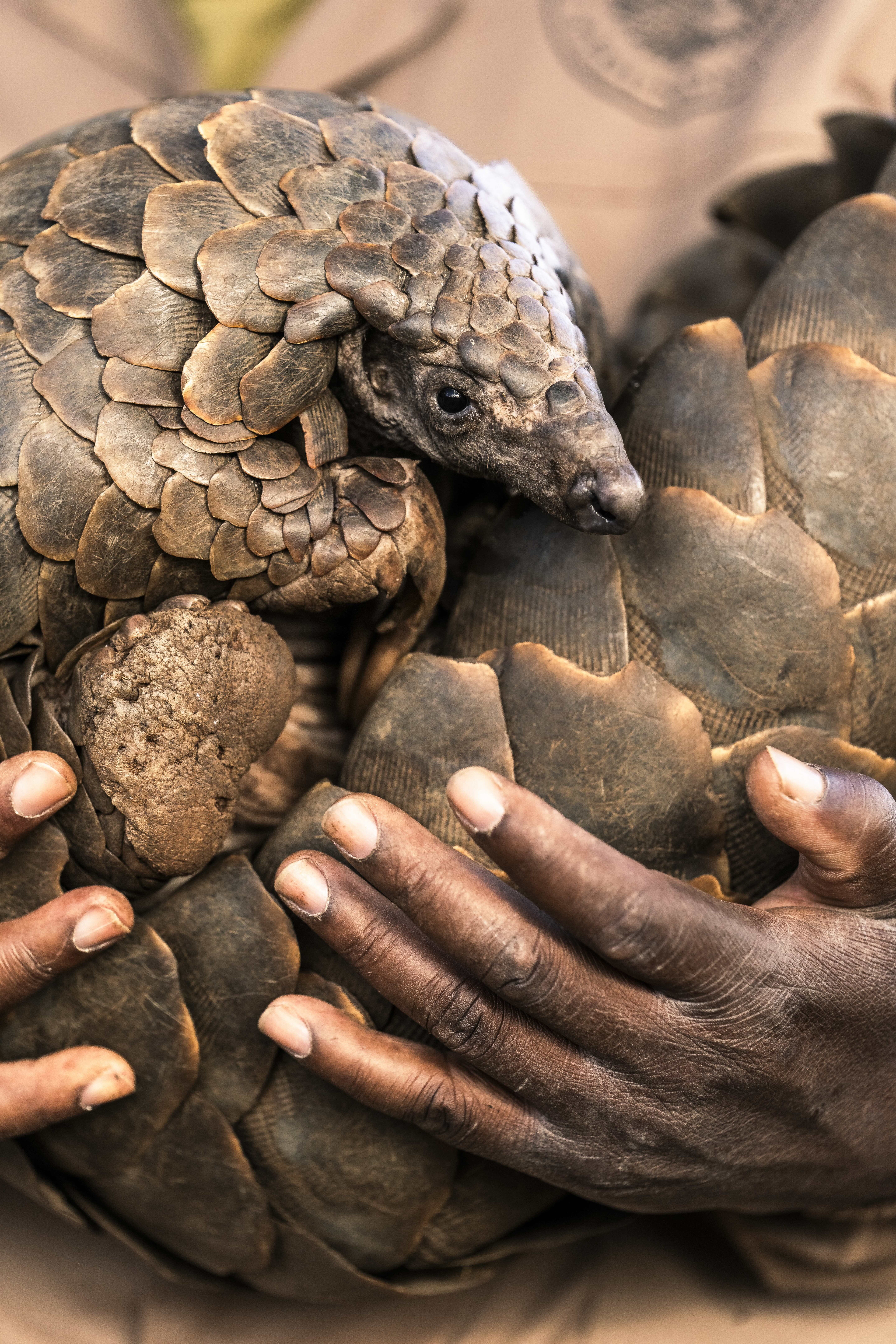Pangolin - Journey to Freedom