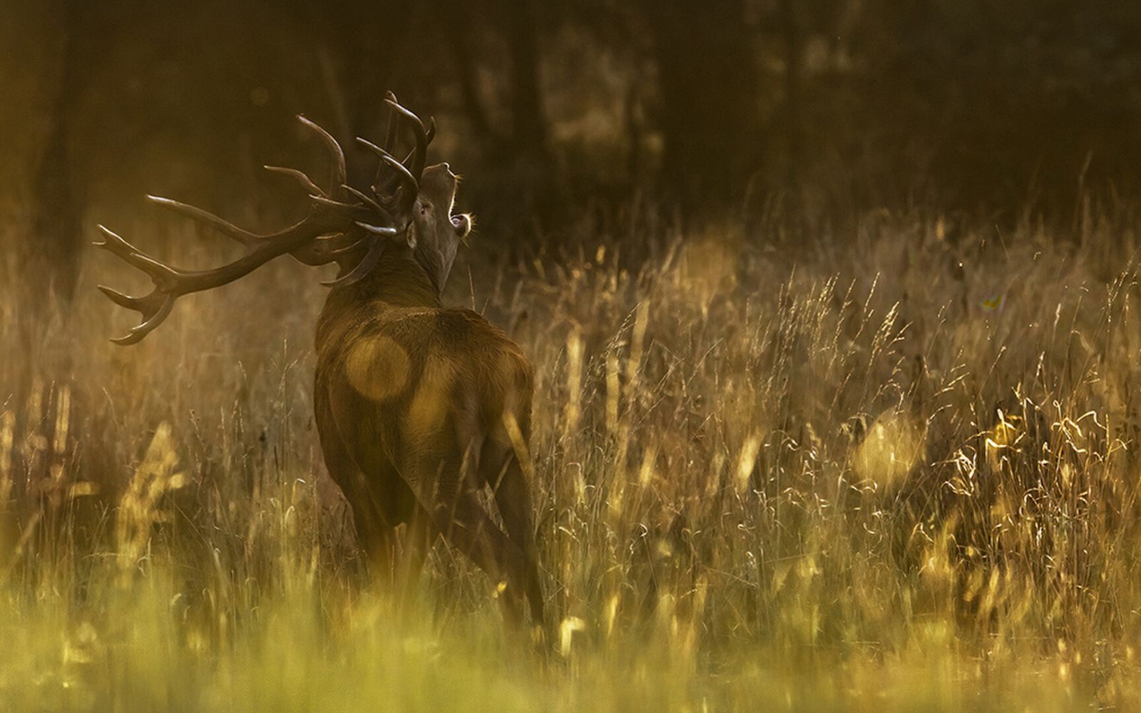 Sa Majesté le Cerf
