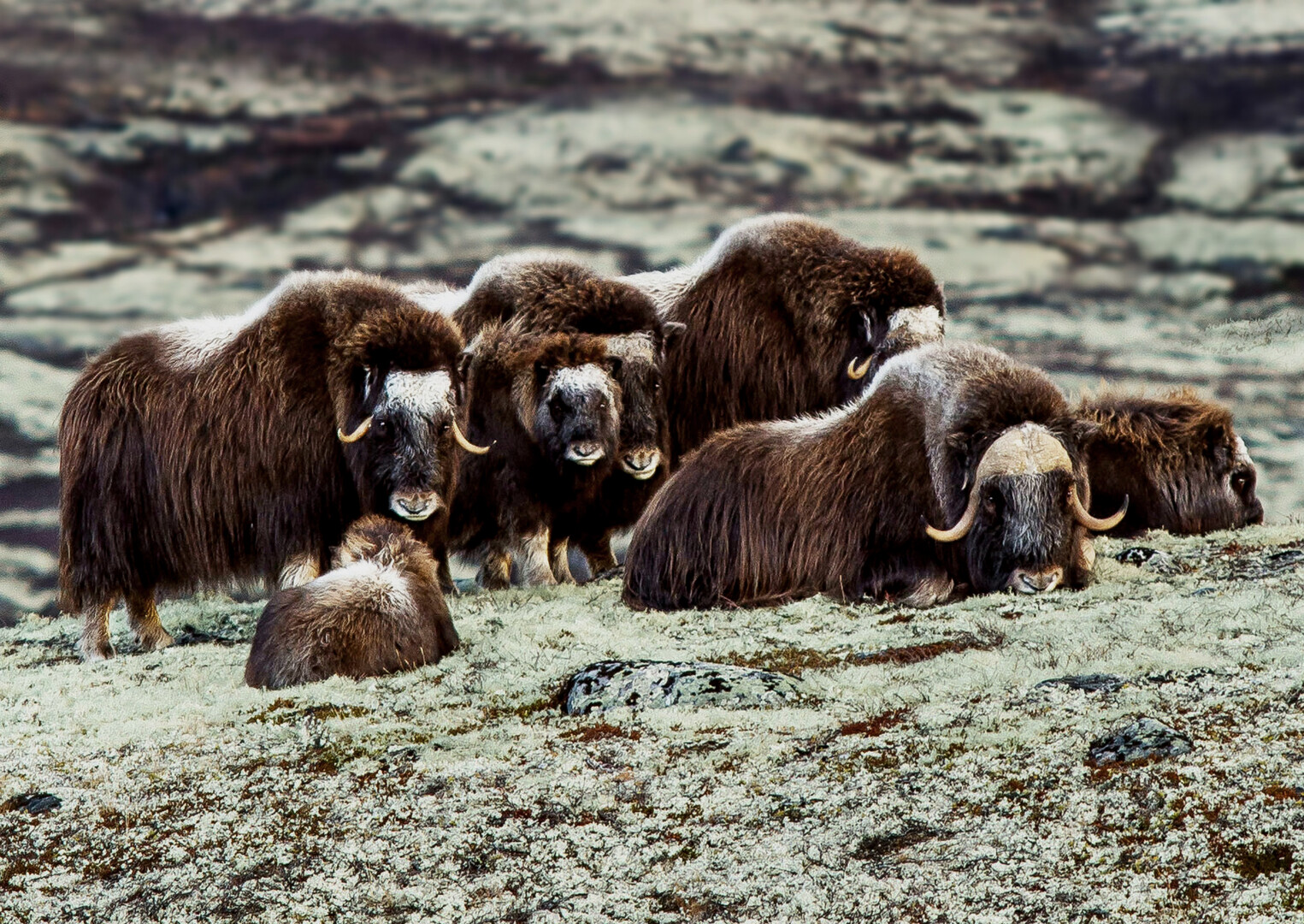 Kinderstuben der Tiere