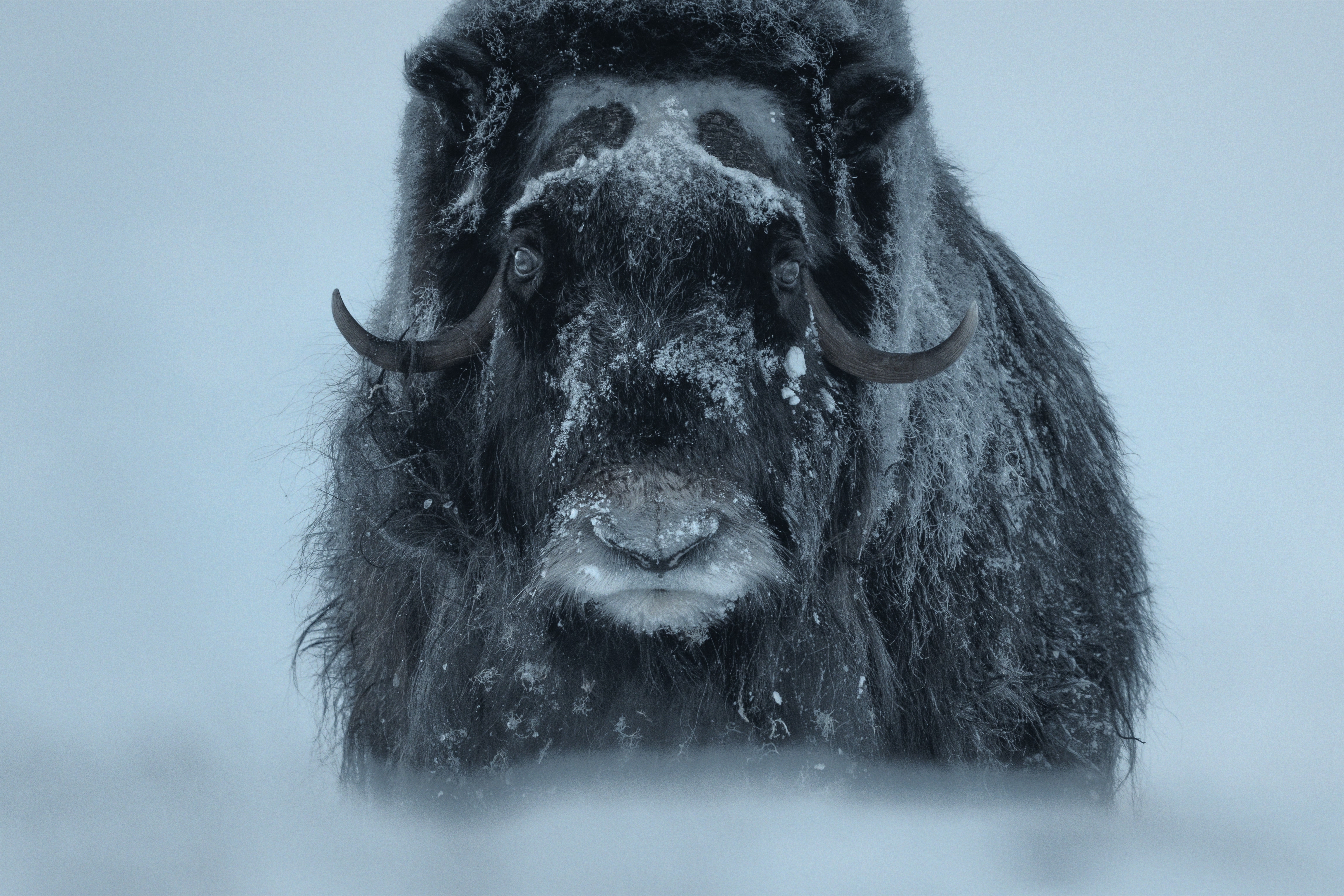 Muskox: Survival in the Arctic