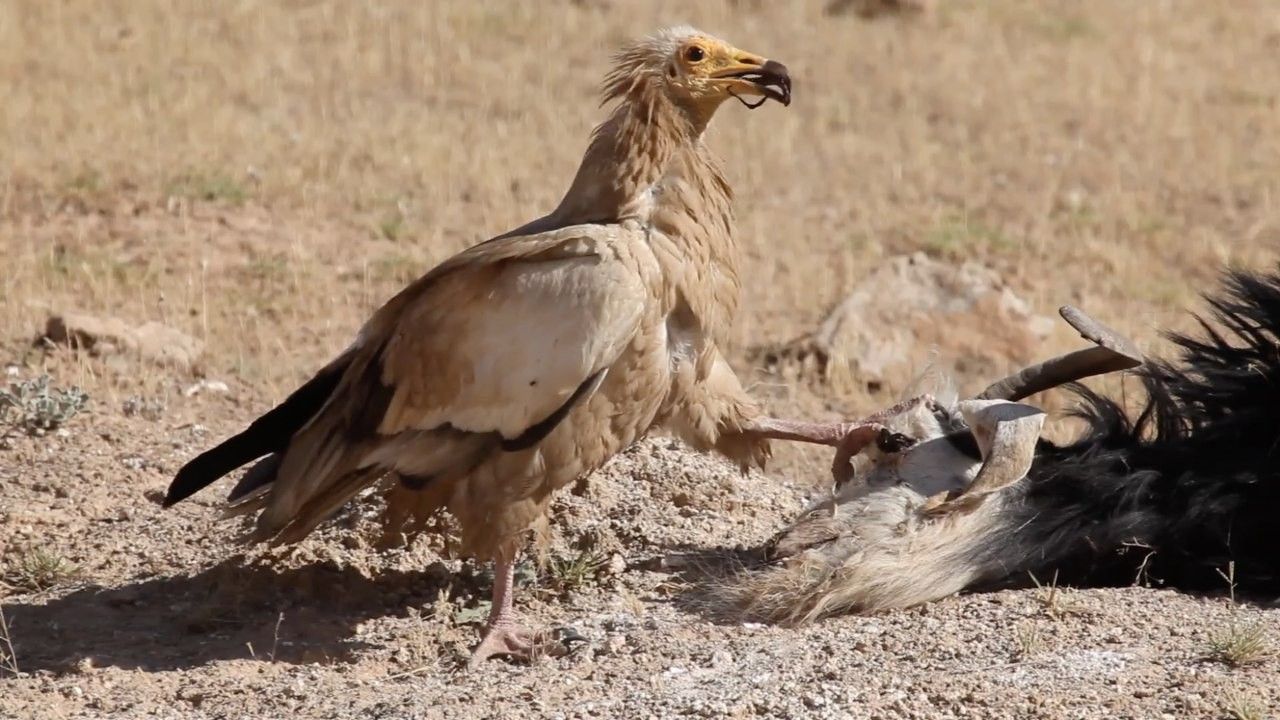 Avaaz-e Joghd-e Koochak