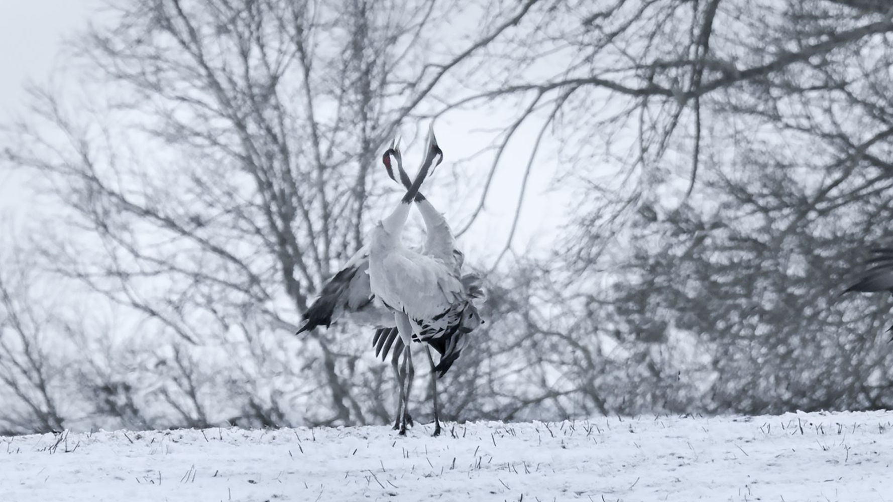 The Crane Dance