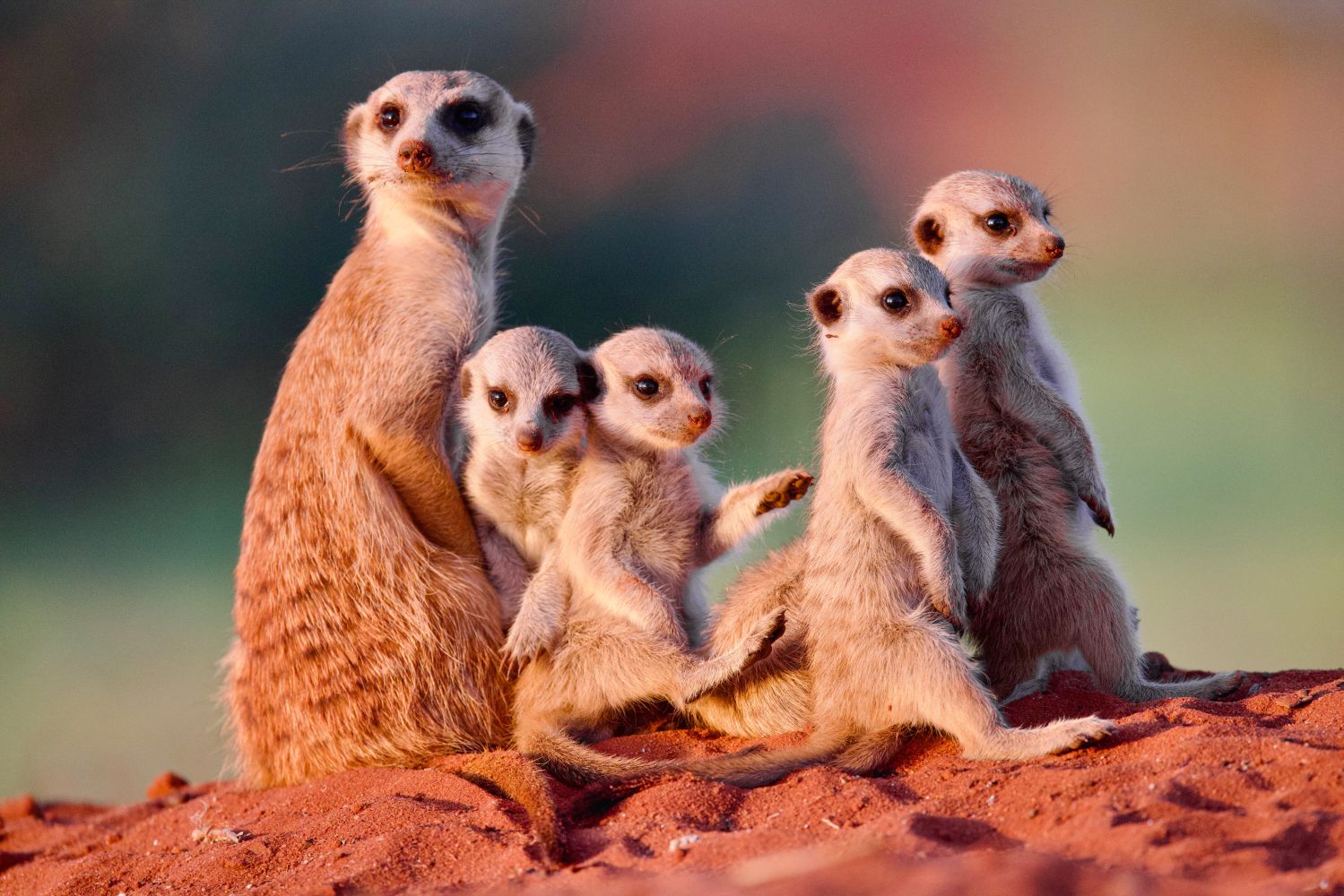 Namibia's Natural Wonders - Little Heroes, big Hunters