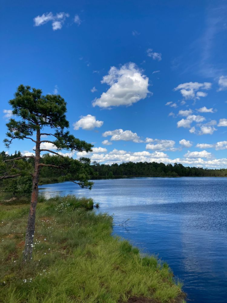 Taimede tundmise töötuba