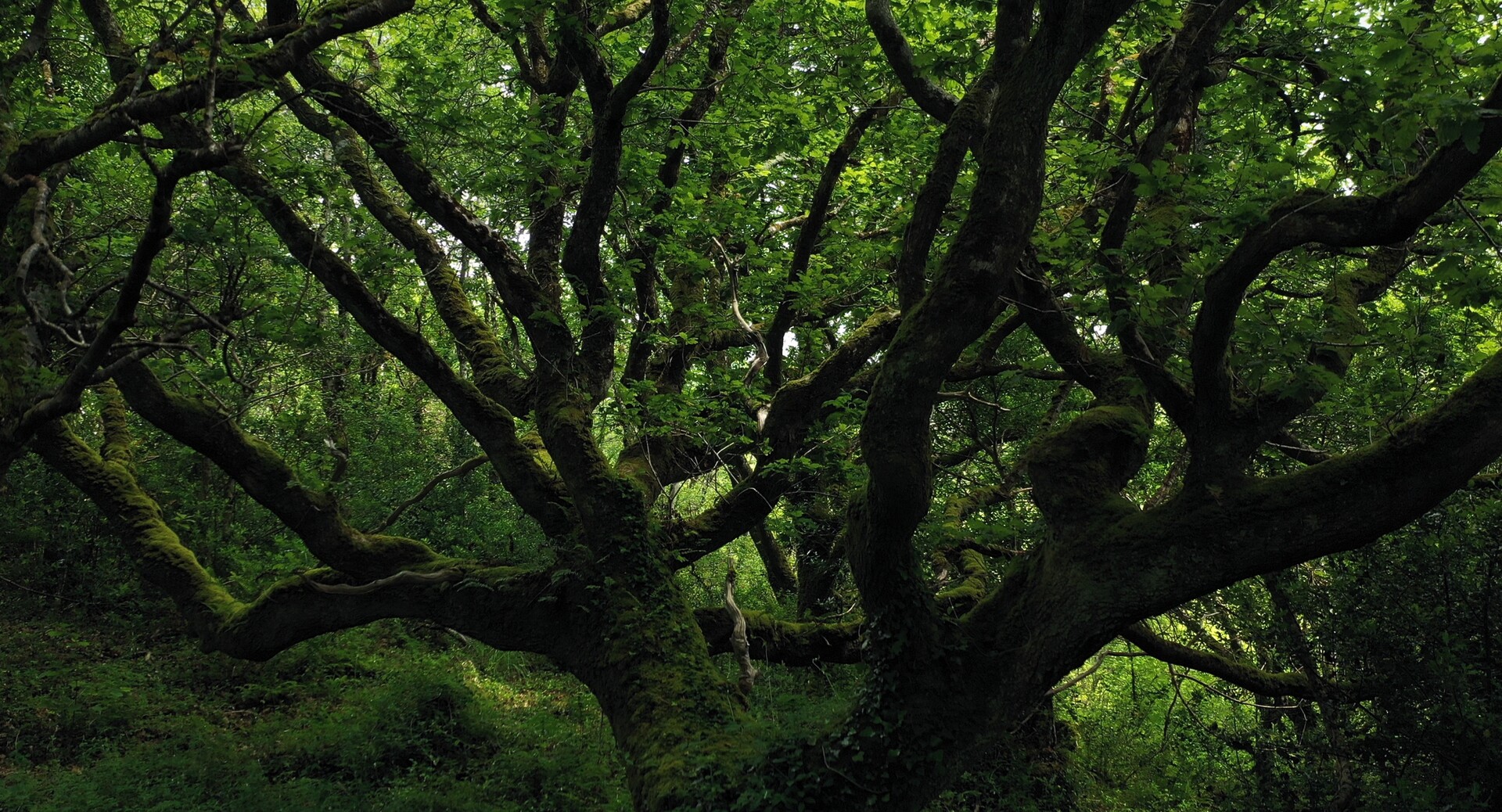 An Irish Atlantic Rainforest