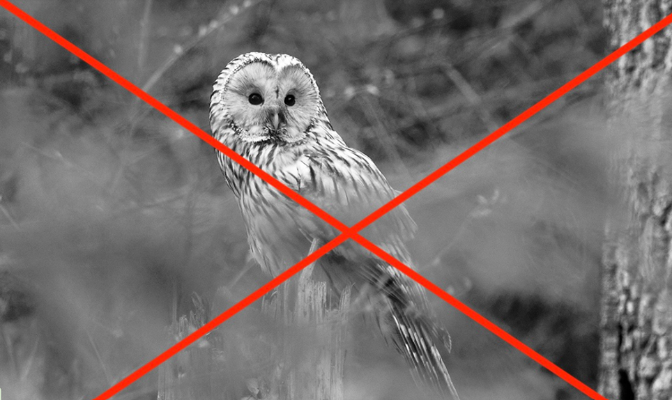 Kui loodus räägiks: elurikkuse hääl inimtegevuse keskel