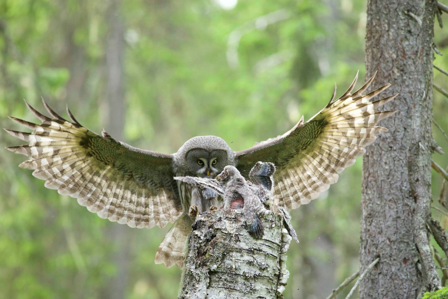 Santa´s wild Home