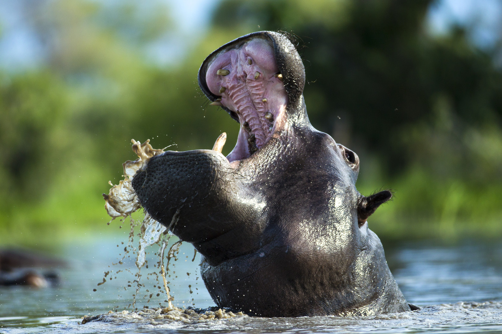 Okavango: River of Dreams