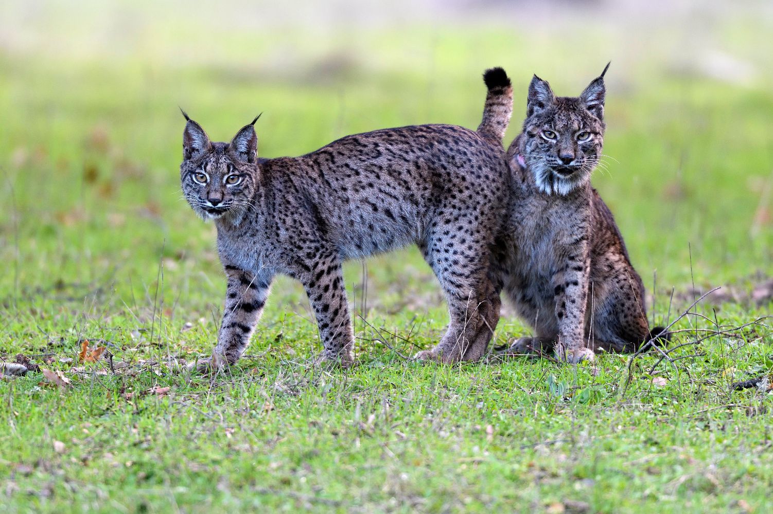 Dehesa - Forest of the Iberian Lynx EP 1
