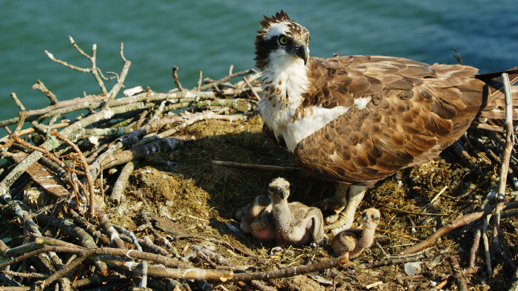 Osprey: Sea Raptor