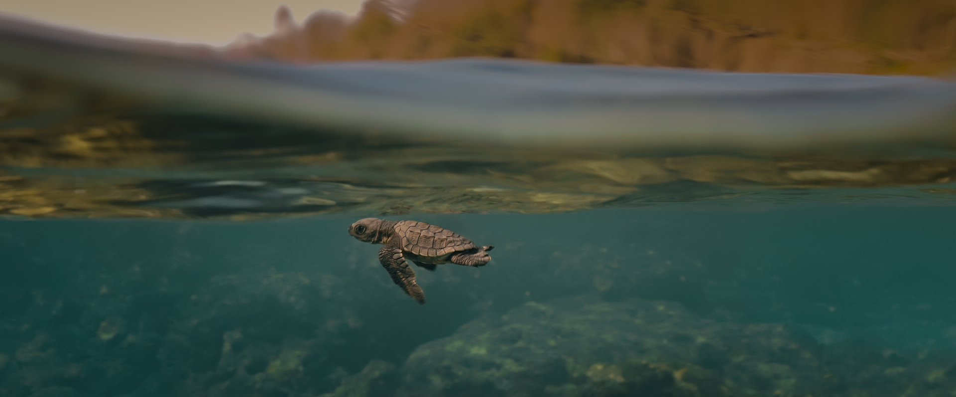 Turtle Walker