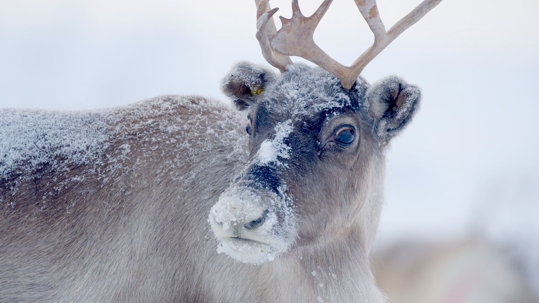 Santa´s wild Home