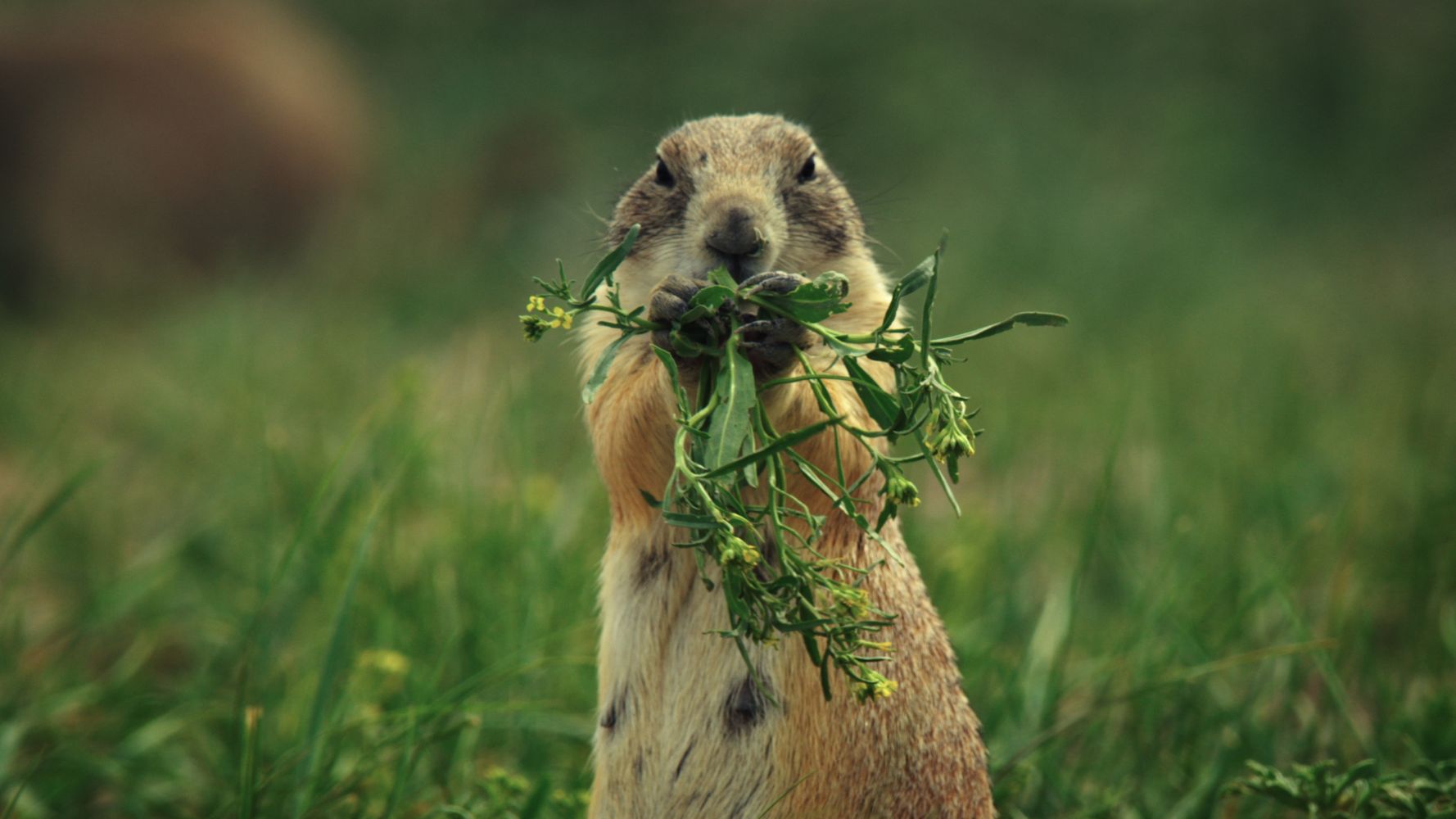Il était une fois dans la prairie