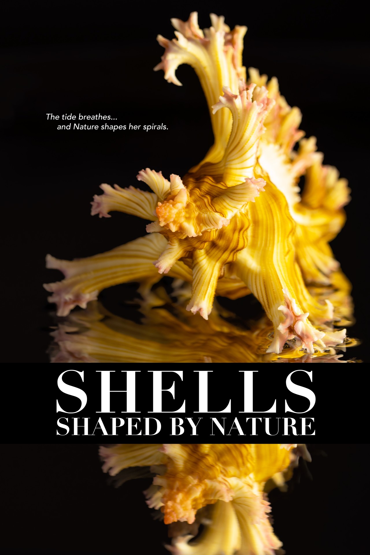 Shells: Shaped By Nature