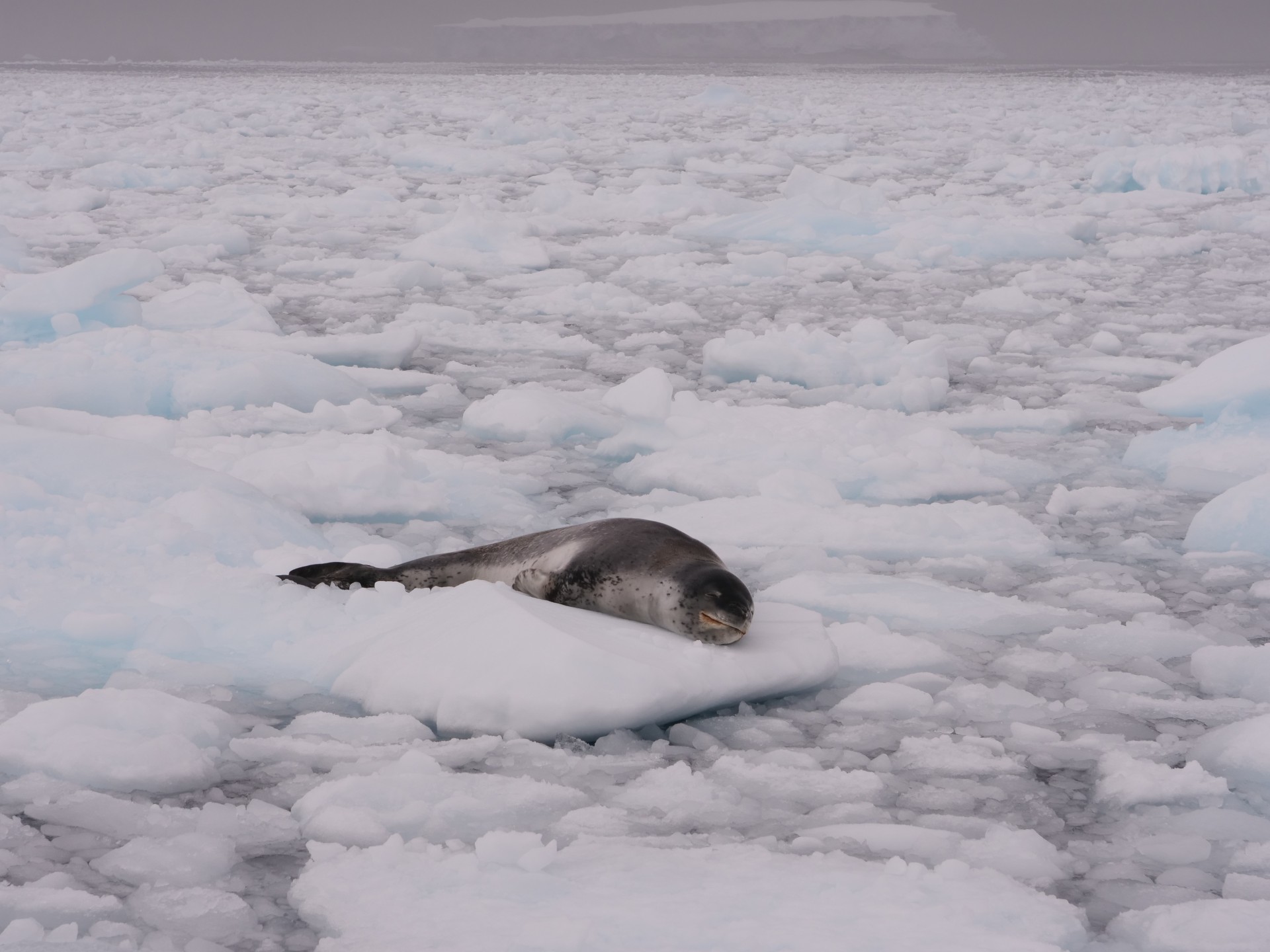 Ice Nomads
