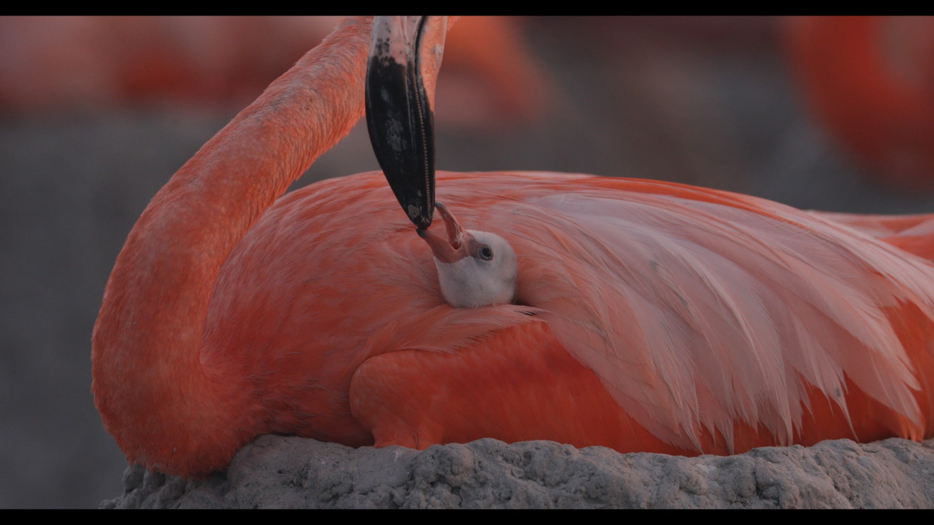 Flamingos La vida despues del meteorito