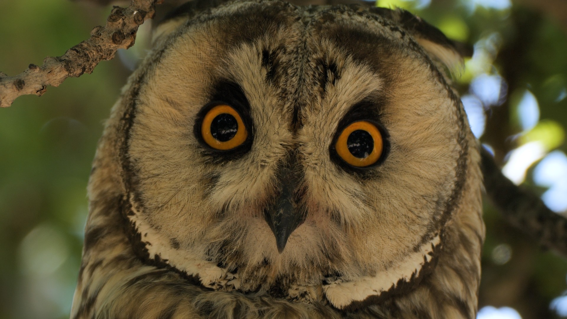 Baykuş Günleri