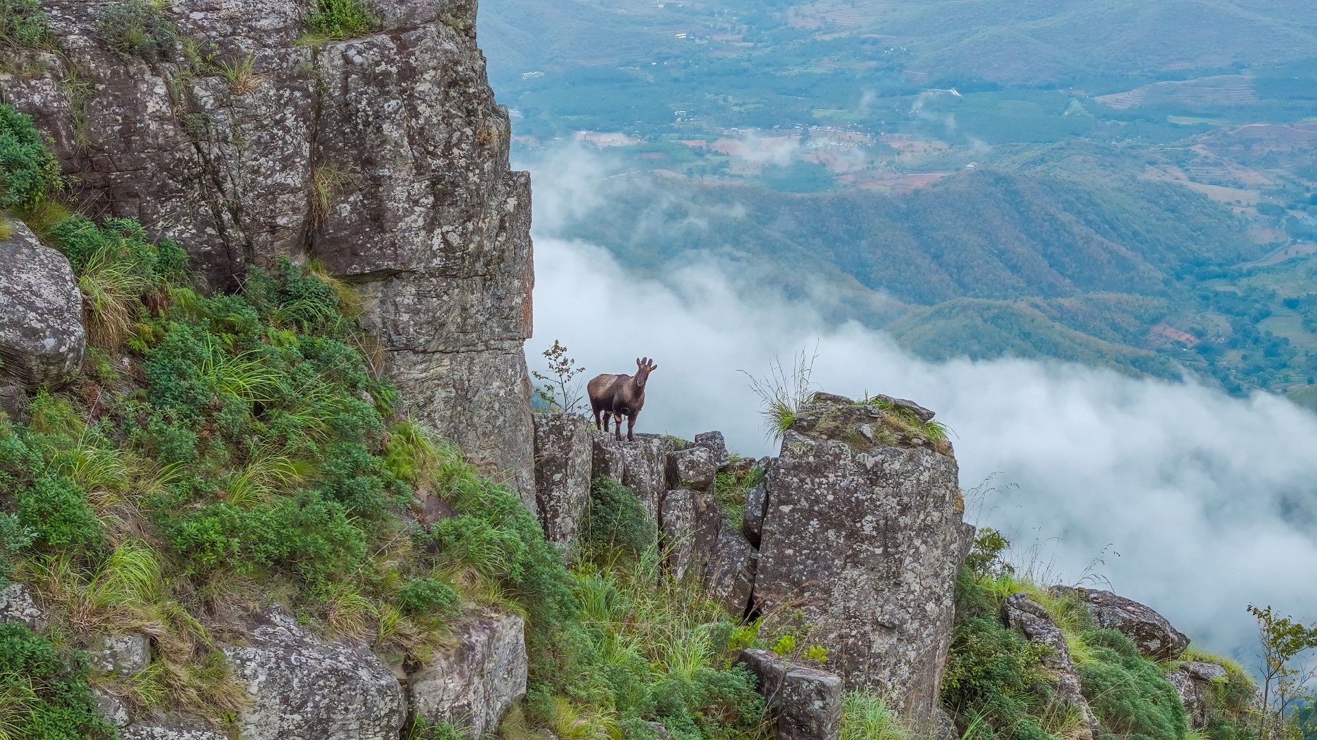 Nilgiris - A Shared Wilderness