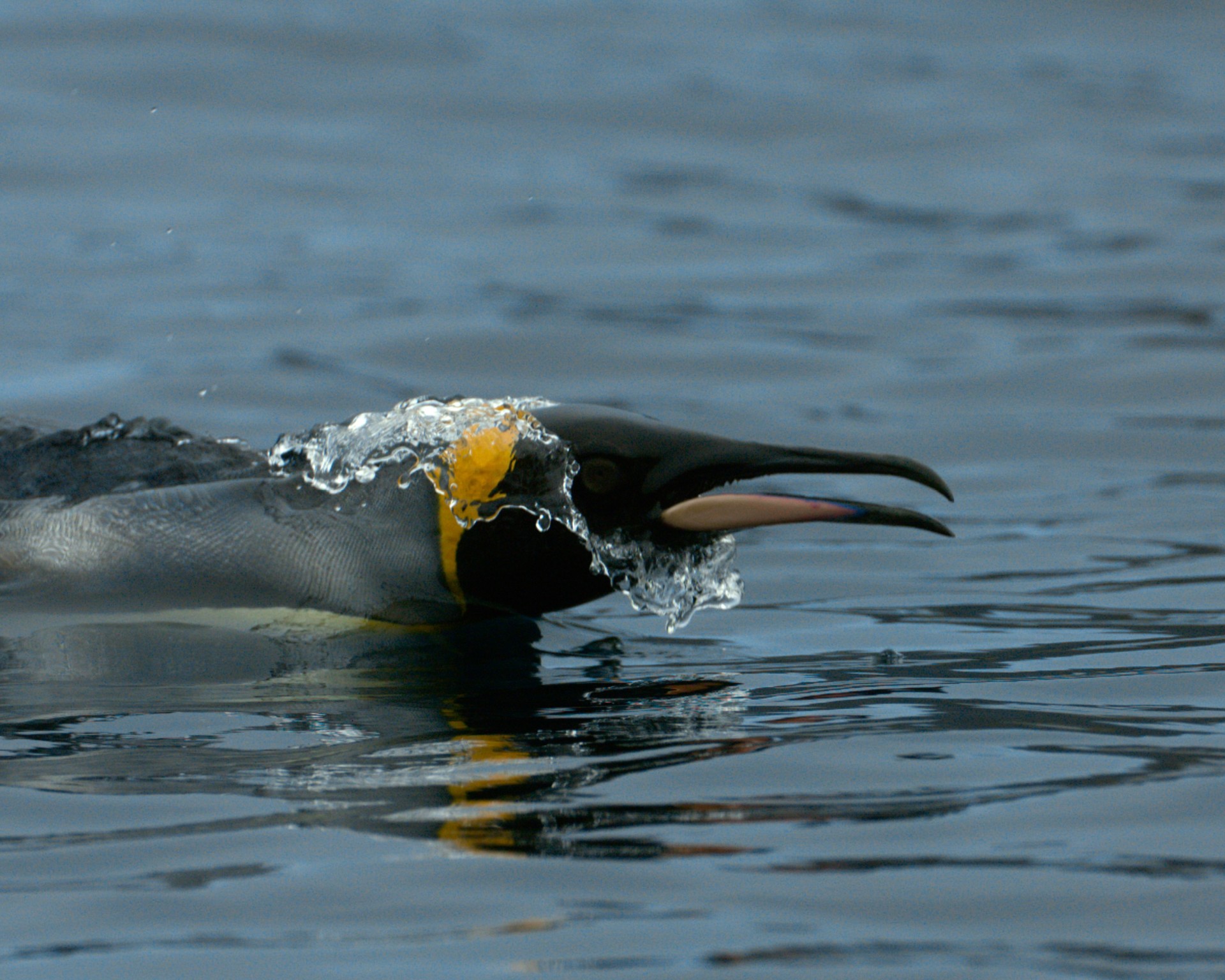 Penguin Baywatch - Episode 1: Tuxedo Summer Bash