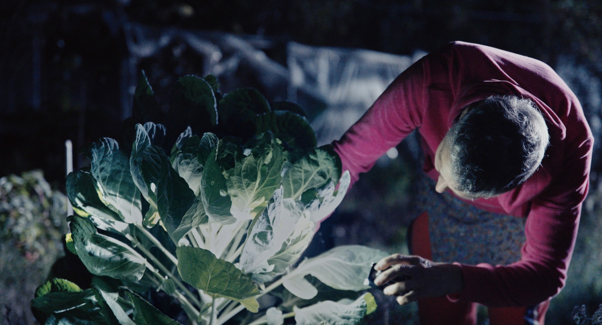 Flying Scents - Of Plants and People