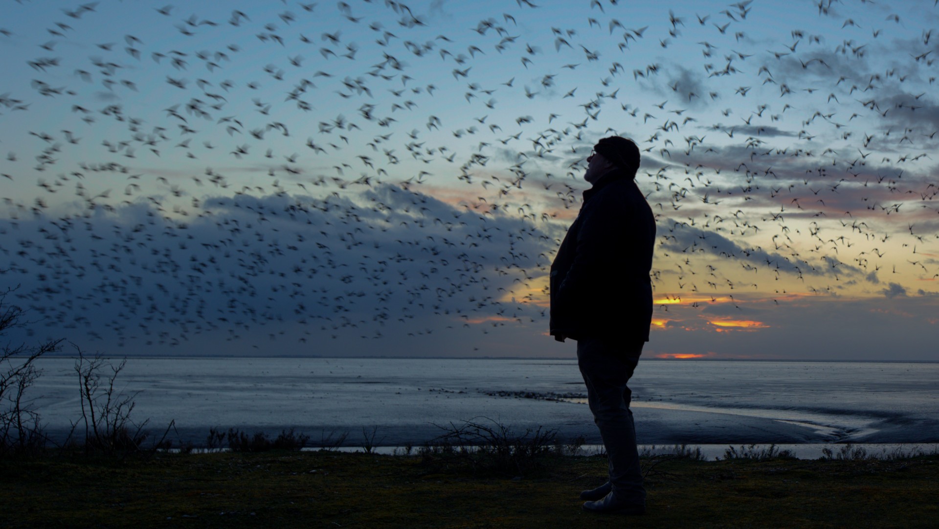 The Birds