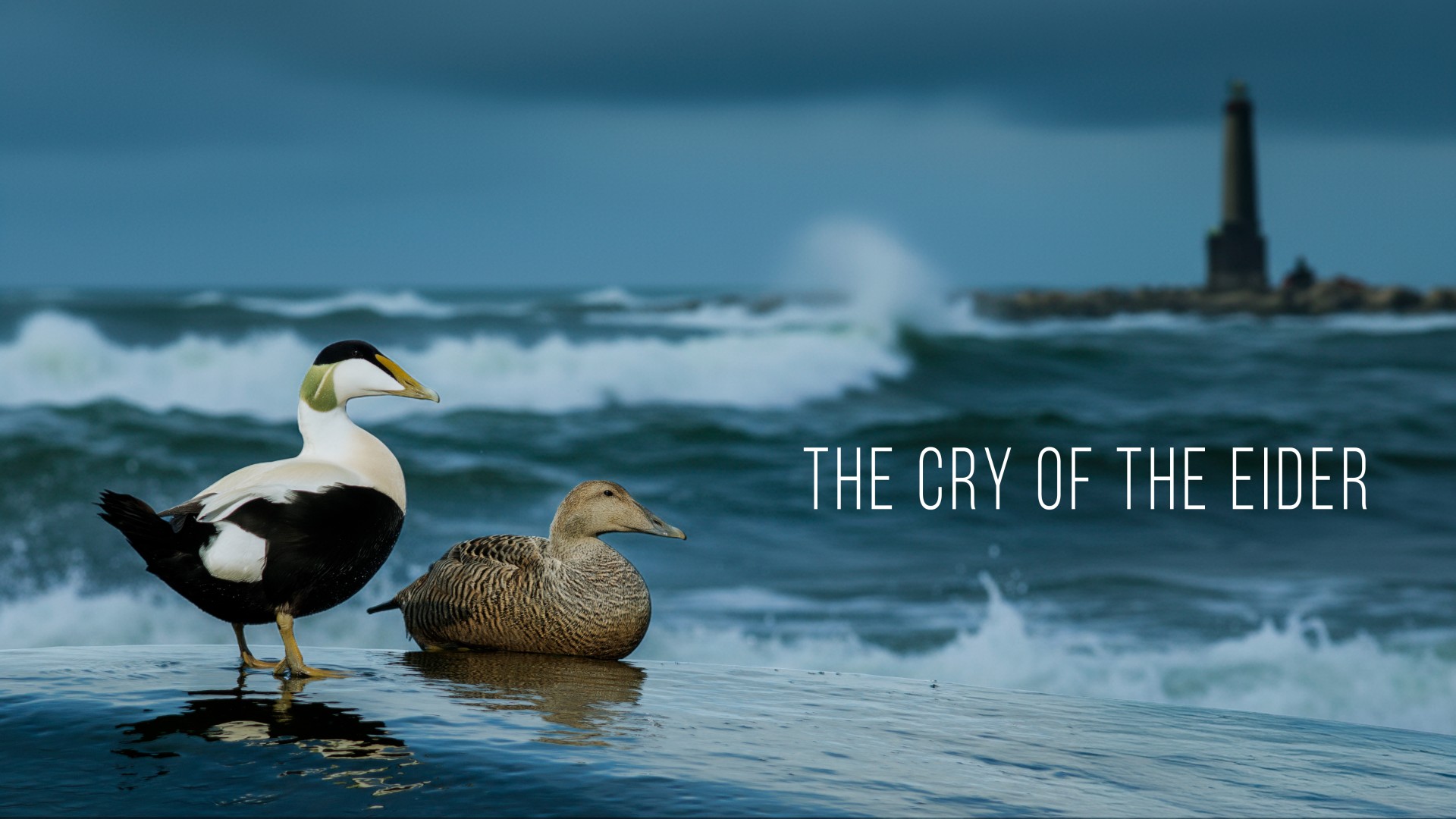 The Cry of the Eider 