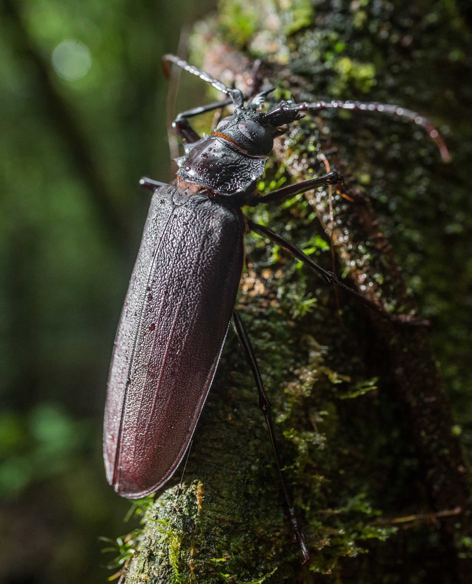 Fabulous Insects - Beetles