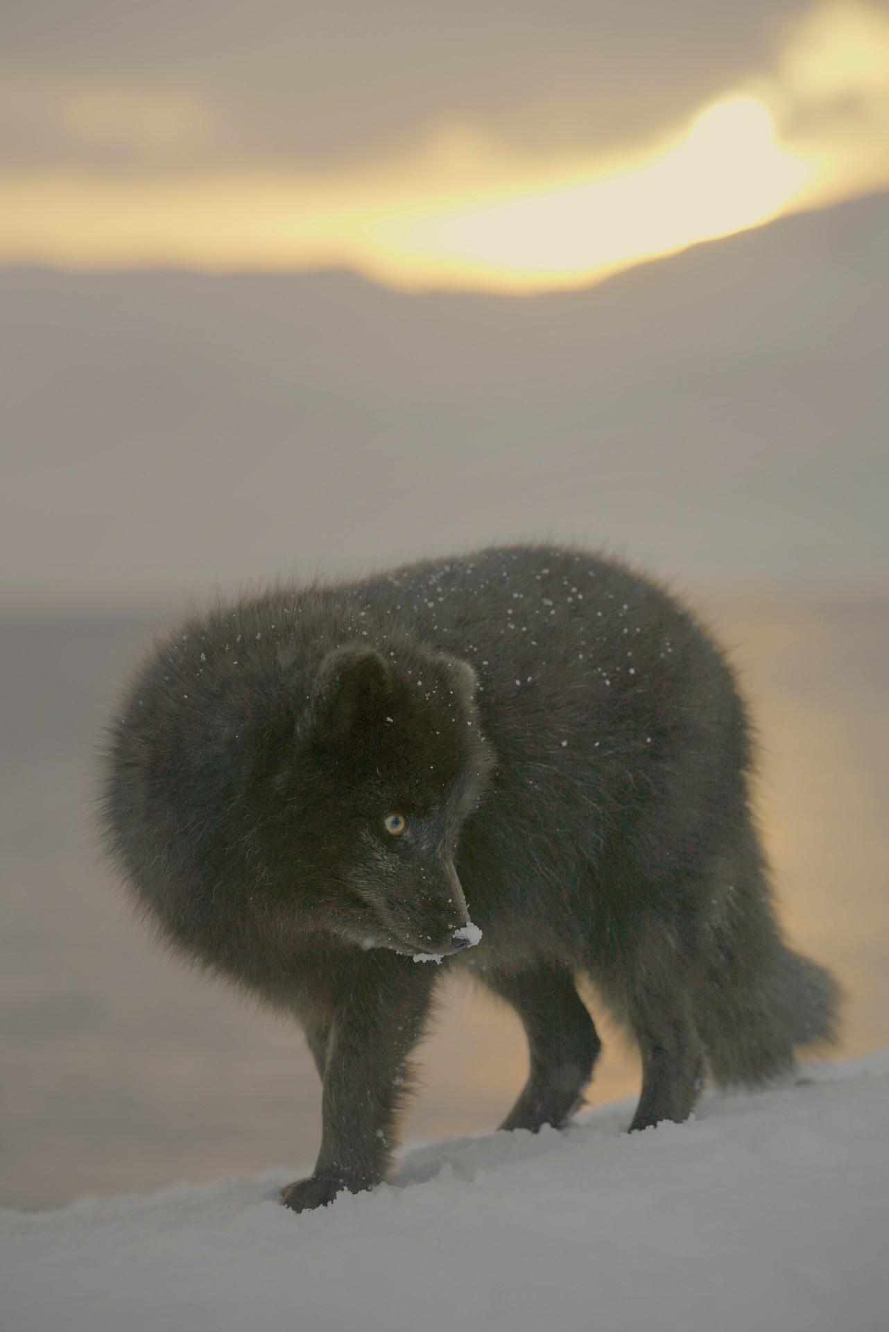 Nature´s Nurseries - The next wild Generation