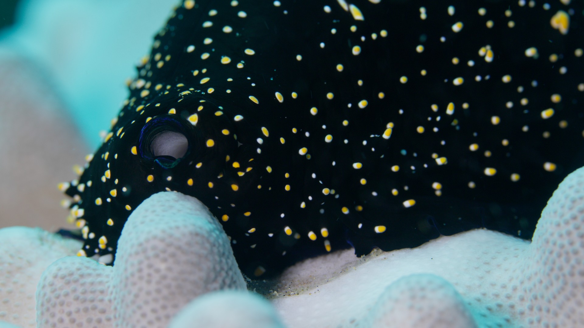 Shells: Shaped By Nature