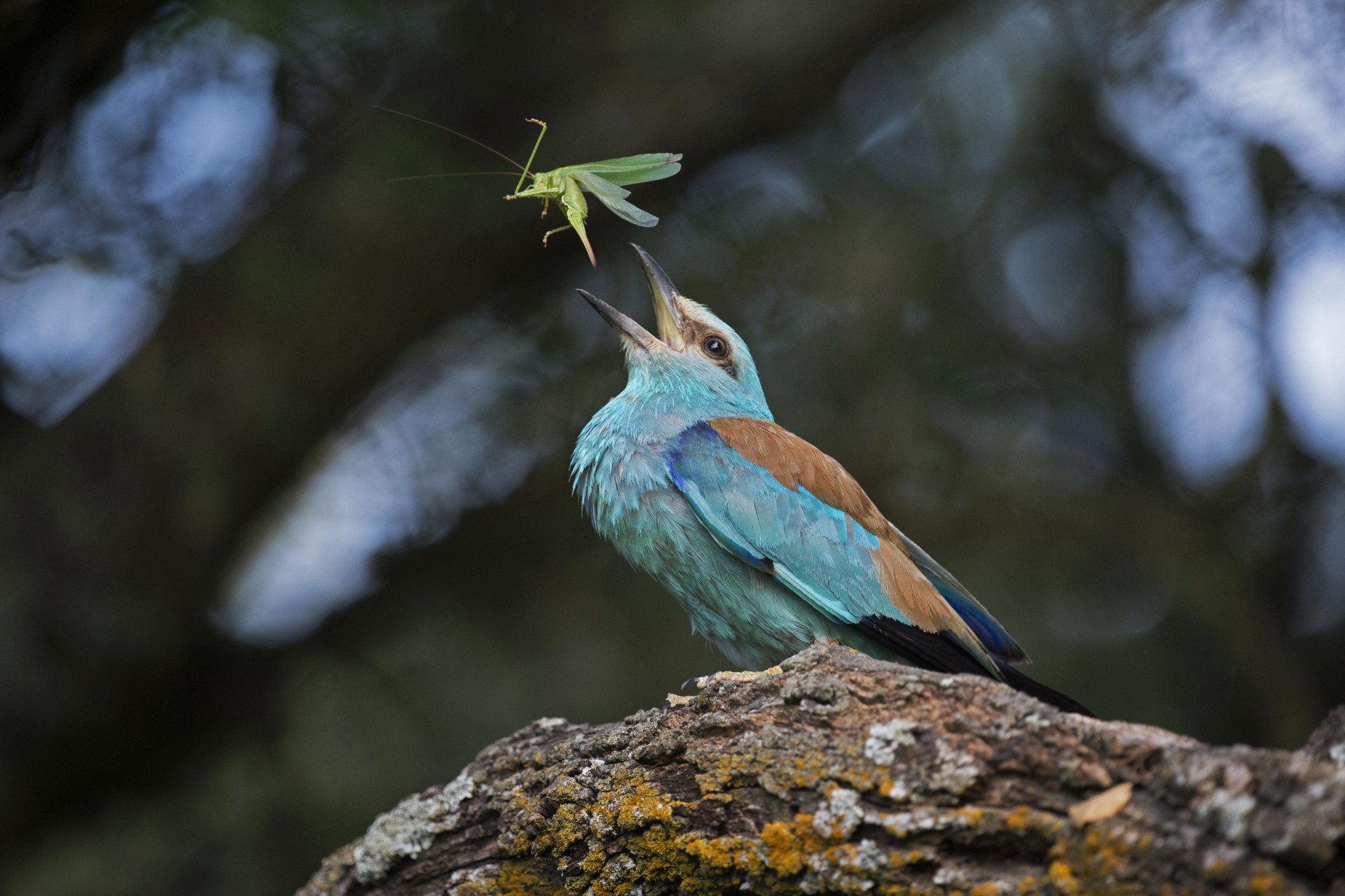 L'Oiseau Bleu - La vie secrète du Rollier d'Europe