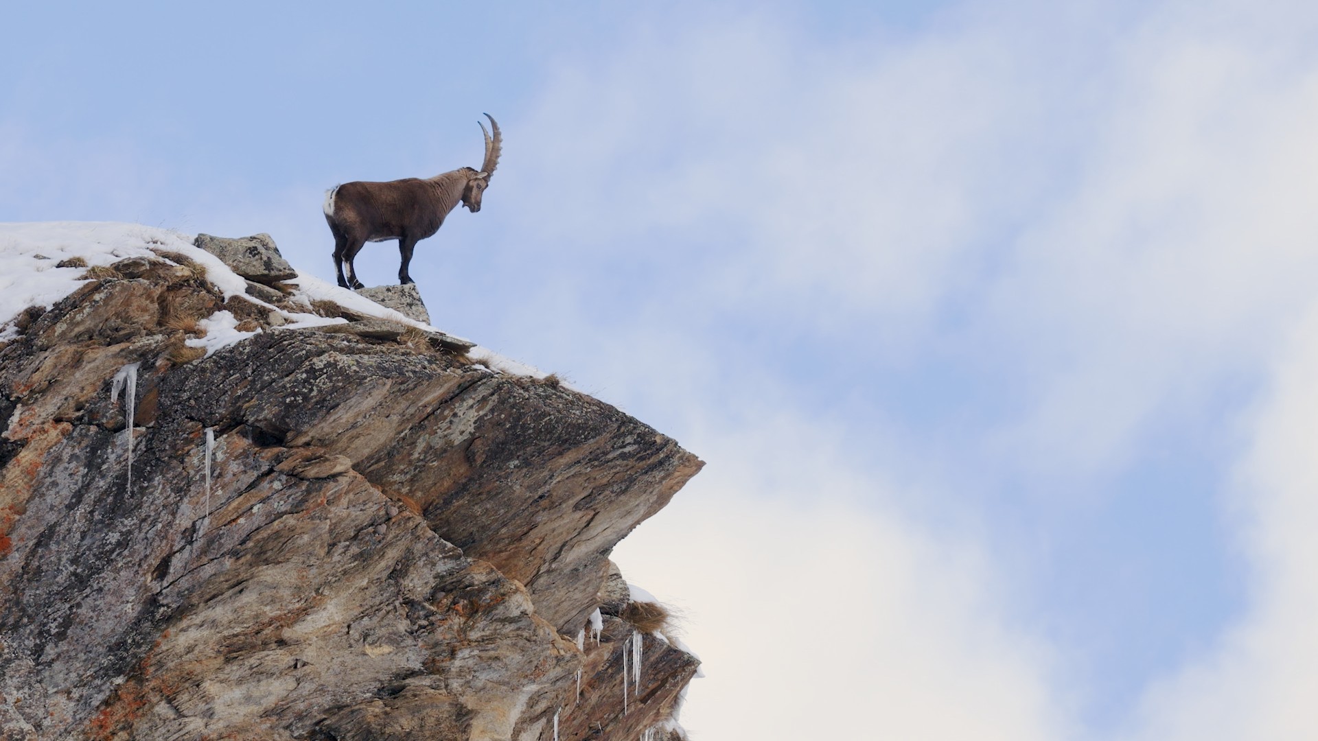 Threats to Mountain Goat Kingdom