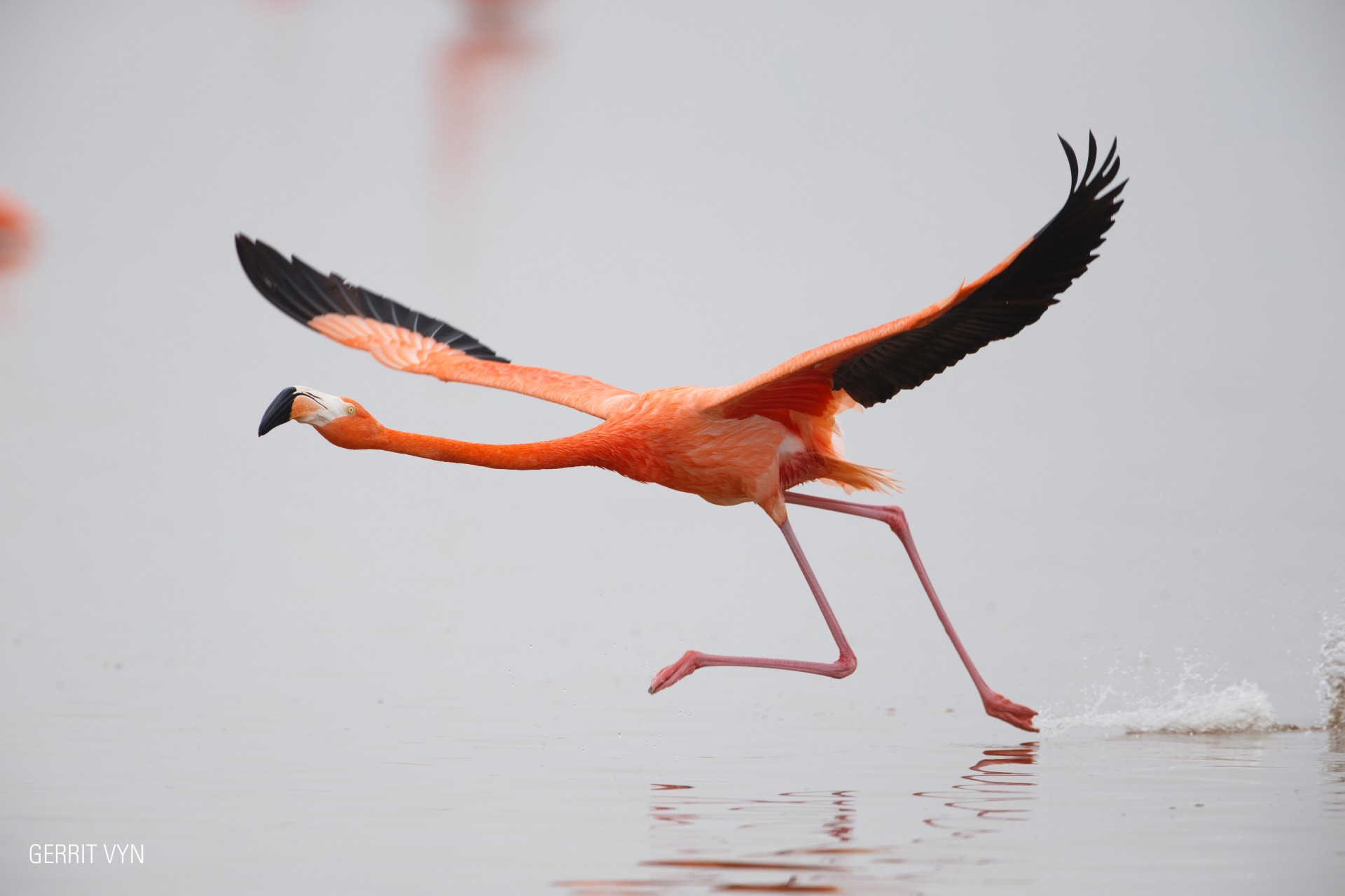 Flamingos La vida despues del meteorito