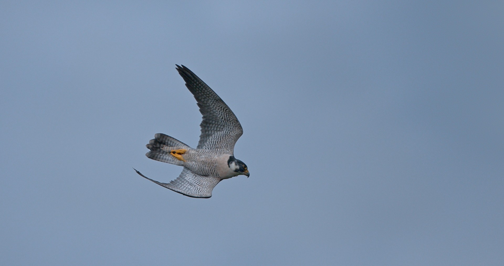 The Birds